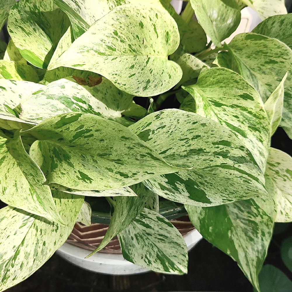 Snow queen and Lemon lime pothos cuttings - Picture 1 of 4